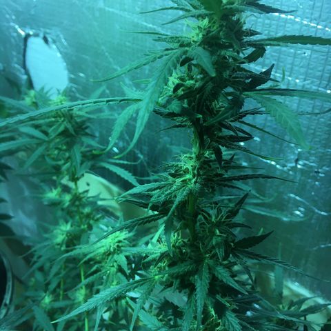 auto pablo escobar growlog timeline photo