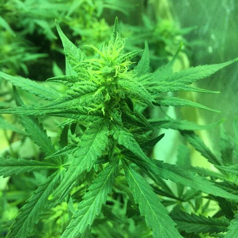 auto pablo escobar growlog timeline photo
