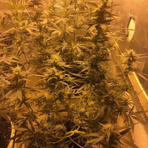 auto pablo escobar growlog timeline photo