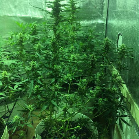 auto pablo escobar growlog timeline photo