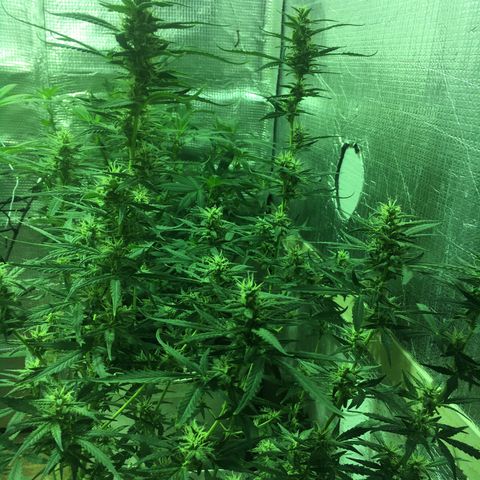 auto pablo escobar growlog timeline photo
