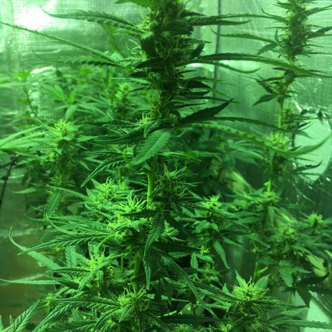 auto pablo escobar growlog timeline photo