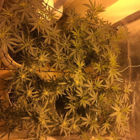 auto pablo escobar growlog timeline photo