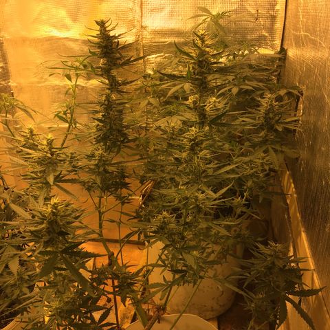 auto pablo escobar growlog timeline photo