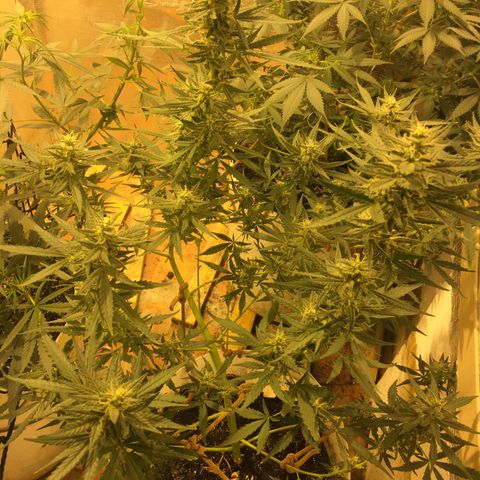 auto pablo escobar growlog timeline photo