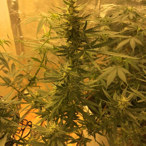 auto pablo escobar growlog timeline photo