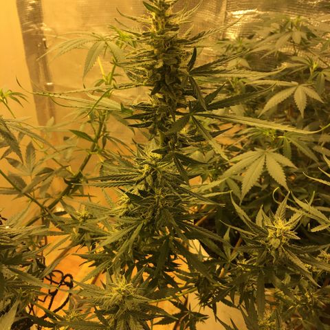 auto pablo escobar growlog timeline photo