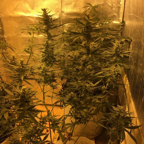 auto pablo escobar growlog timeline photo