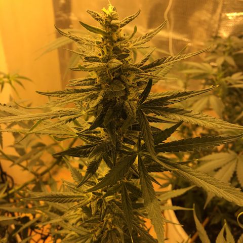 auto pablo escobar growlog timeline photo