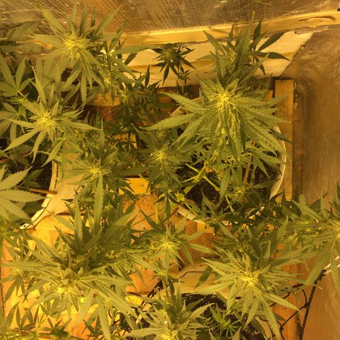 auto pablo escobar growlog timeline photo