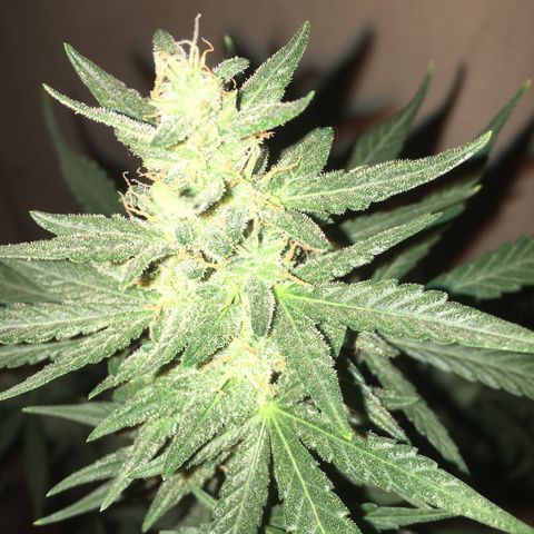 auto pablo escobar growlog timeline photo