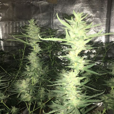 auto pablo escobar growlog timeline photo