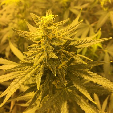 auto pablo escobar growlog timeline photo