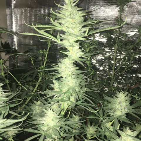 auto pablo escobar growlog timeline photo
