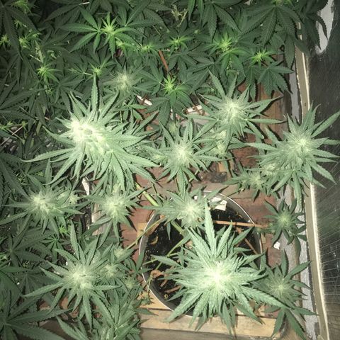 auto pablo escobar growlog timeline photo