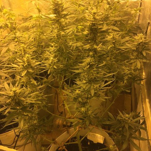 auto pablo escobar growlog timeline photo