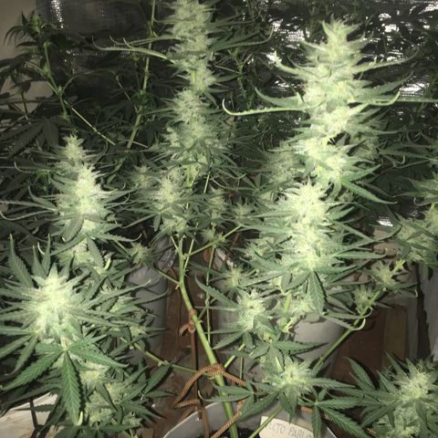 auto pablo escobar growlog timeline photo