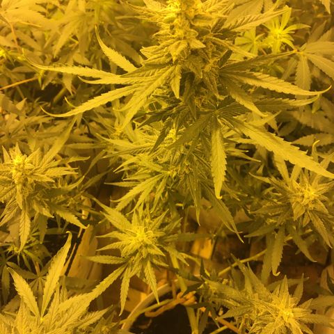auto pablo escobar growlog timeline photo