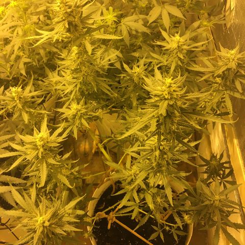 auto pablo escobar growlog timeline photo