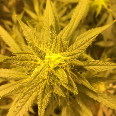 auto pablo escobar growlog timeline photo