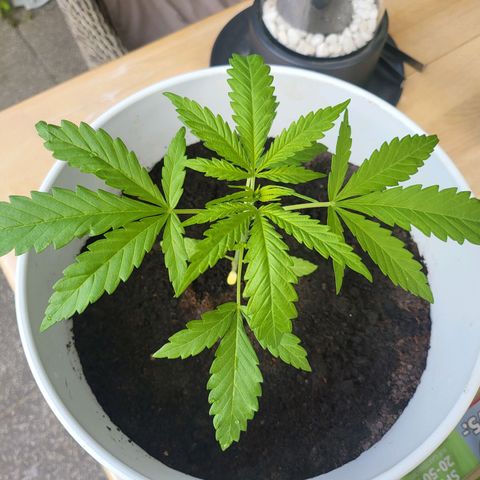 Hanfi growlog timeline photo
