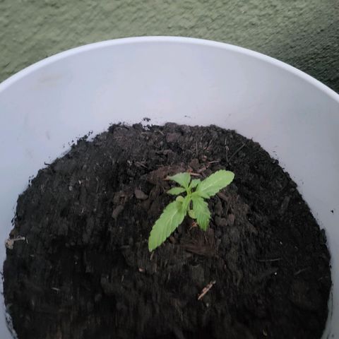 Hanfi growlog timeline photo