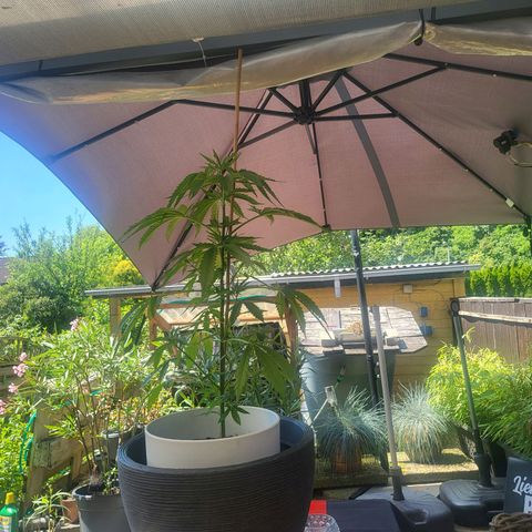 Hanfi growlog timeline photo