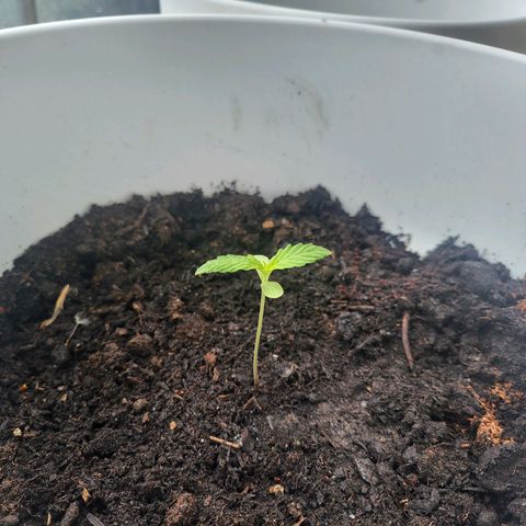 Hanfi growlog timeline photo