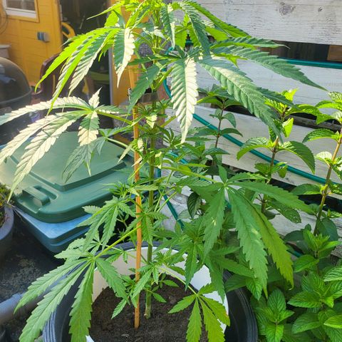 Hanfi growlog timeline photo