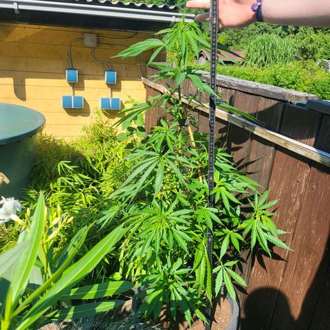 Hanfi growlog timeline photo