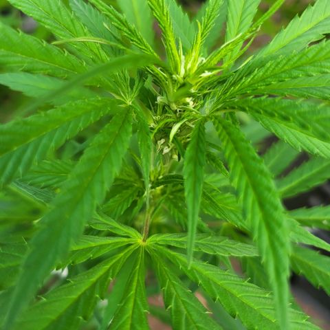 Hanfi growlog timeline photo