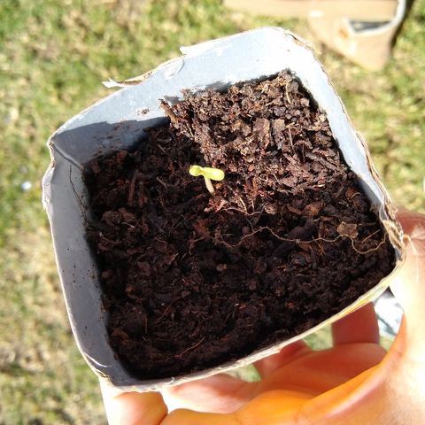 La blanca growlog timeline photo