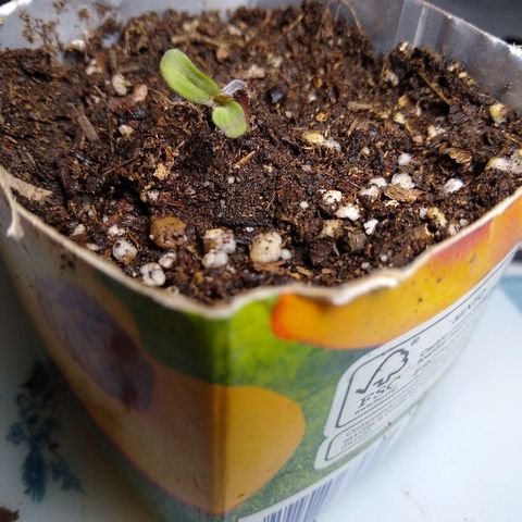 La blanca growlog timeline photo