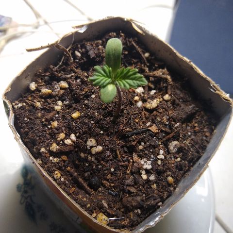 La blanca growlog timeline photo