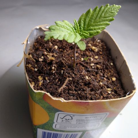 La blanca growlog timeline photo