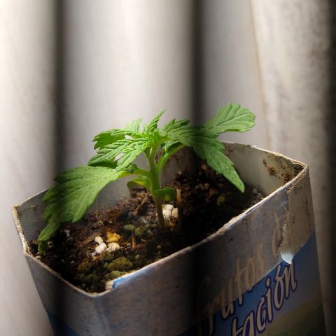 La blanca growlog timeline photo