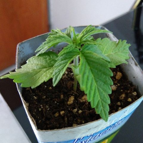 La blanca growlog timeline photo