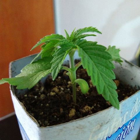 La blanca growlog timeline photo