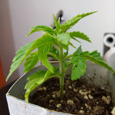 La blanca growlog timeline photo