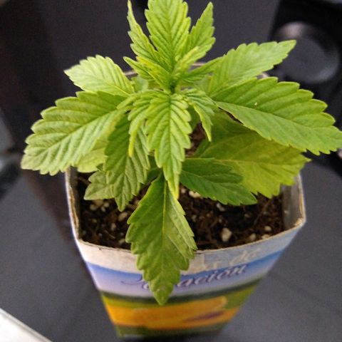 La blanca growlog timeline photo