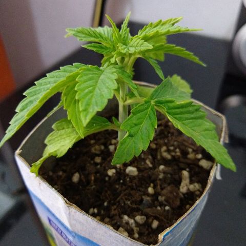 La blanca growlog timeline photo