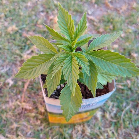 La blanca growlog timeline photo