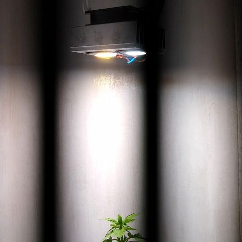 La blanca growlog timeline photo