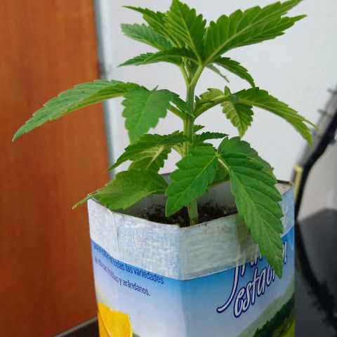 La blanca growlog timeline photo