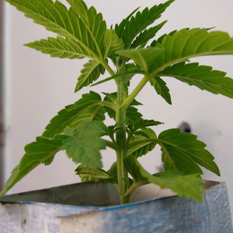 La blanca growlog timeline photo