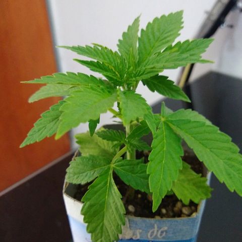 La blanca growlog timeline photo