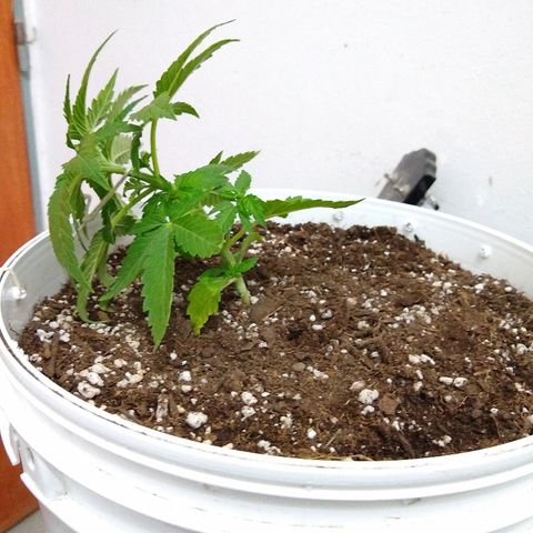 La blanca growlog timeline photo
