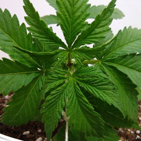 La blanca growlog timeline photo