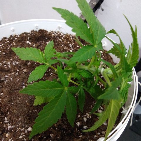 La blanca growlog timeline photo