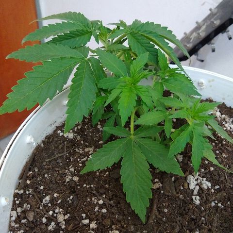 La blanca growlog timeline photo
